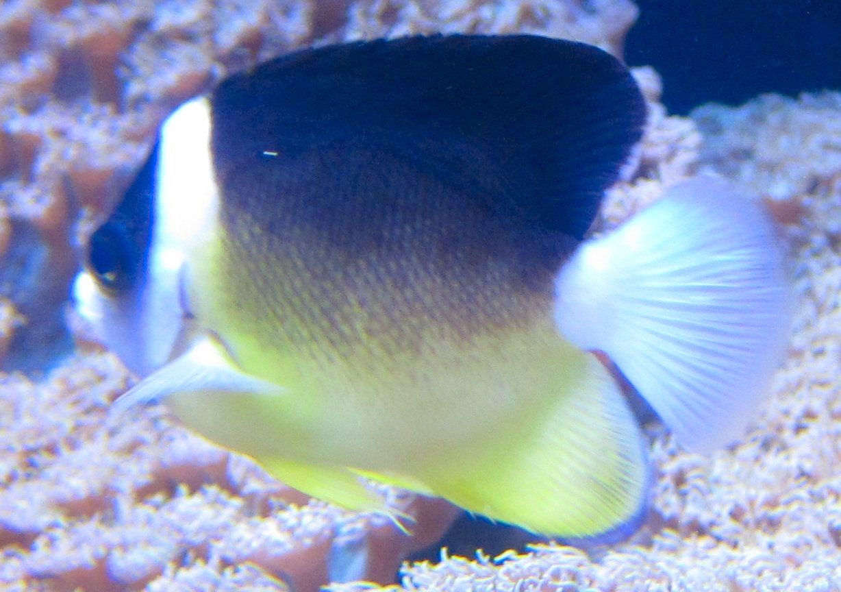 Yellow-Banded Angelfish