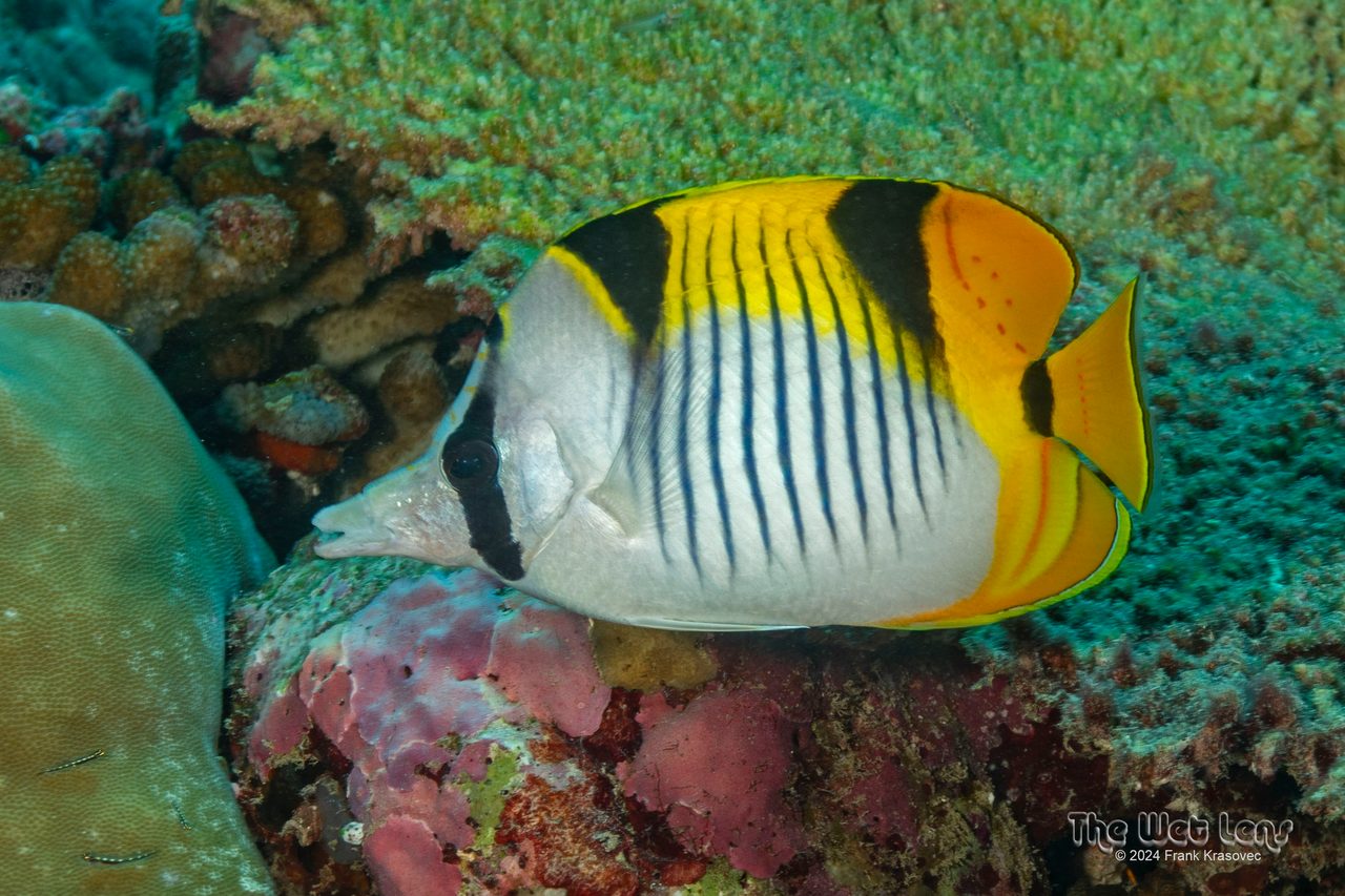 Blackwedged Butterflyfish