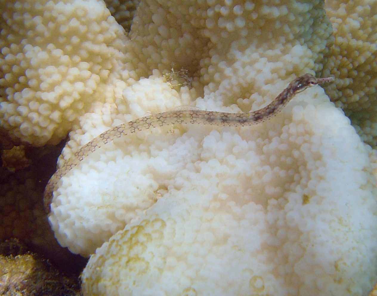 Network Pipefish