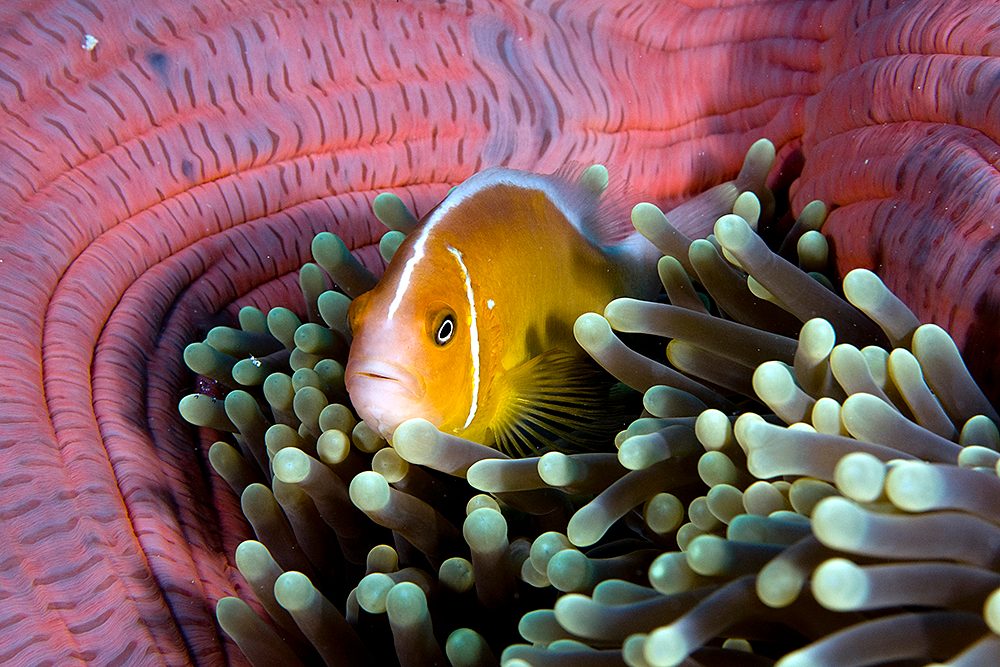 Barrier Reef Clownfish
