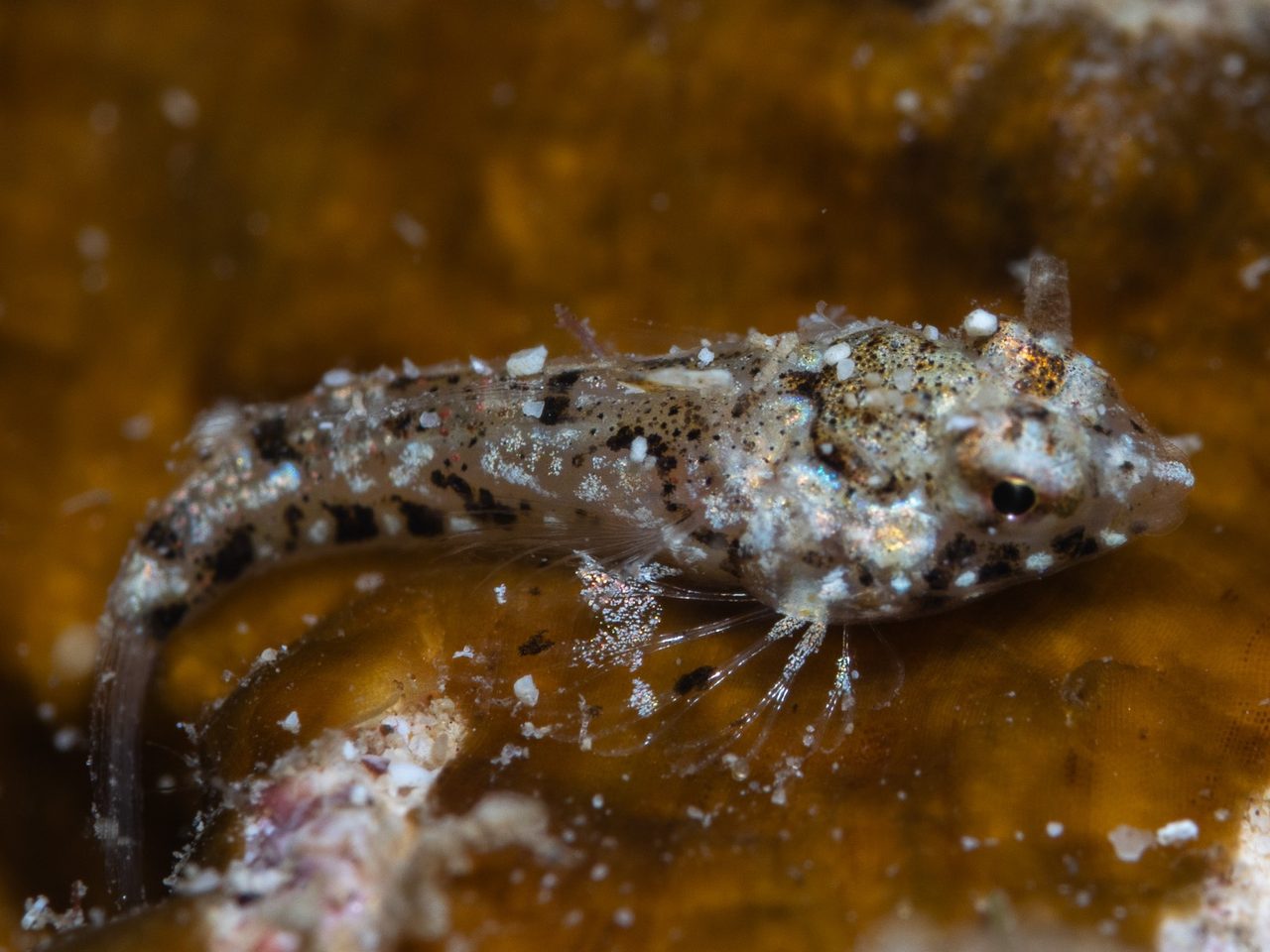 Red Scooter Dragonet