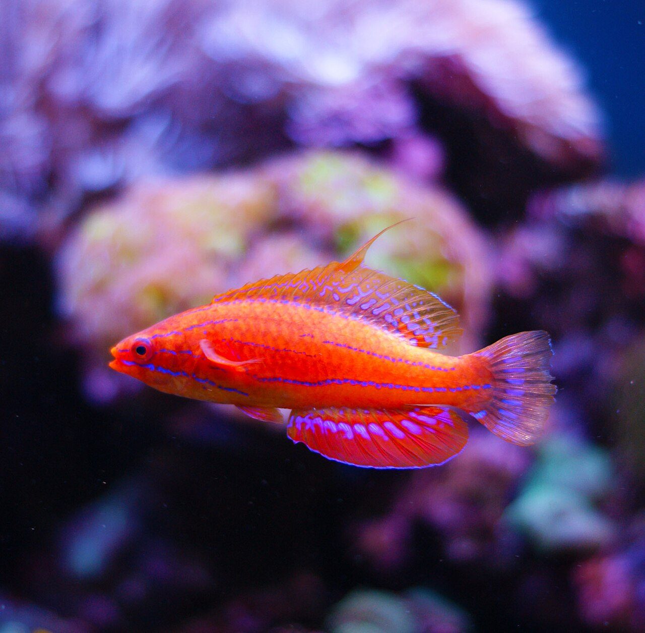 Carpenter's Flasher Wrasse