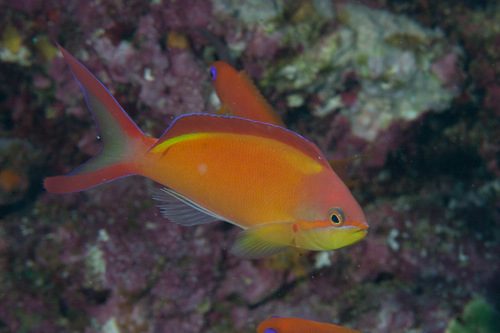 Ignitus Anthias