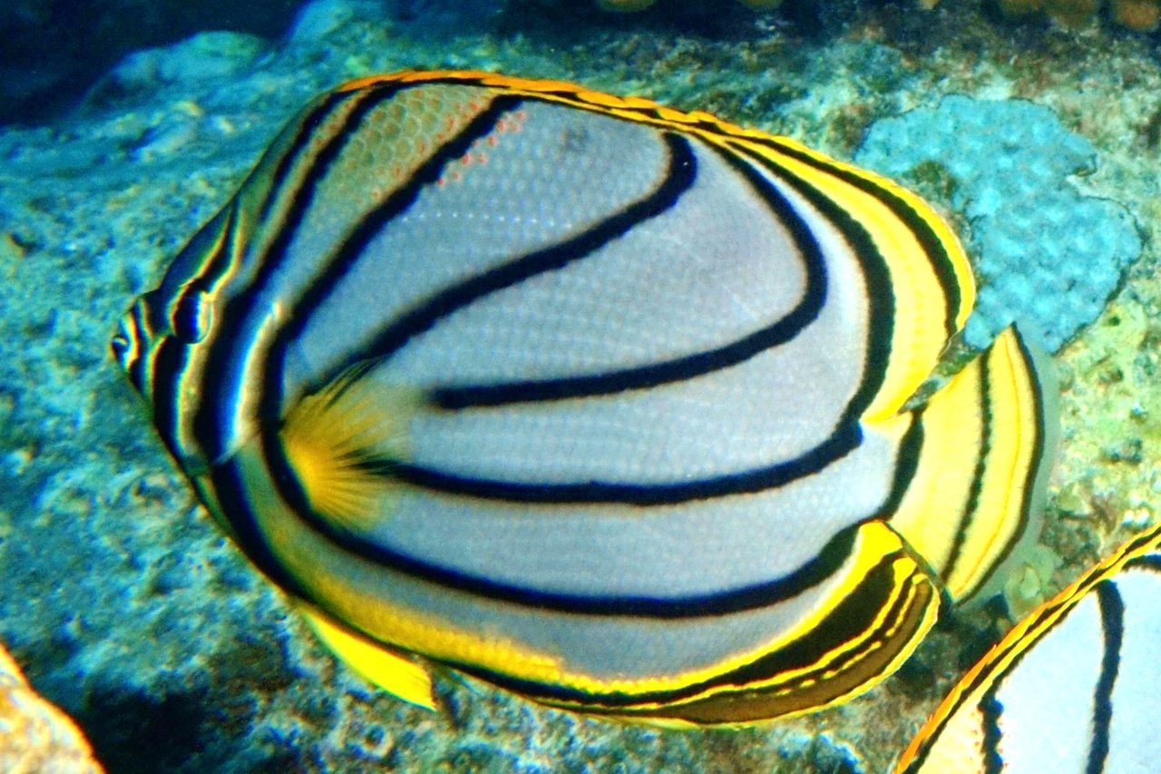 Meyer's Butterflyfish