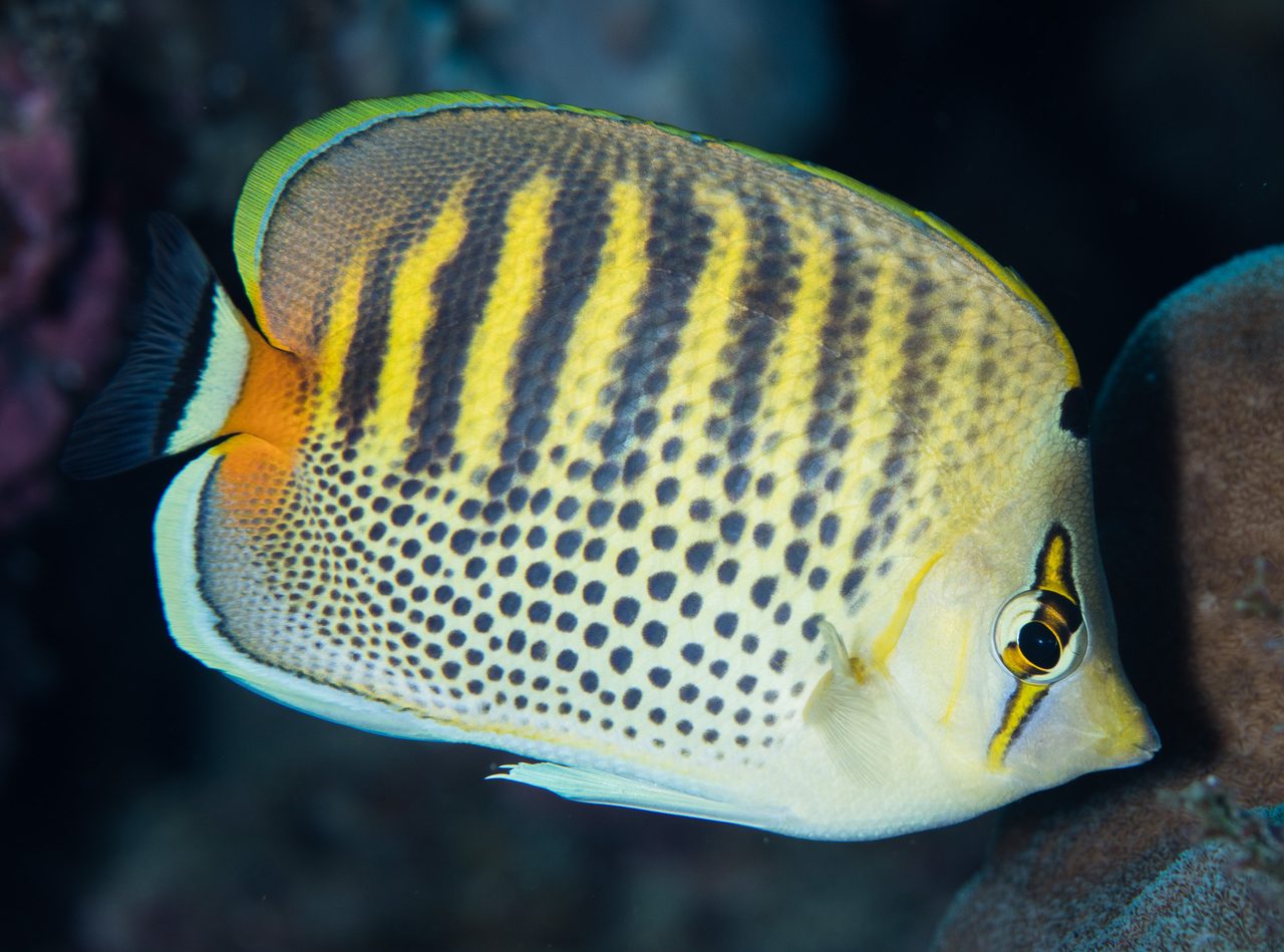 Spot-banded Butterflyfish