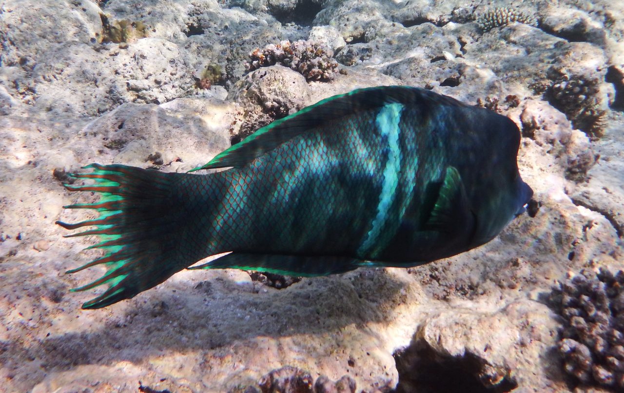 Twin Spot Wrasse
