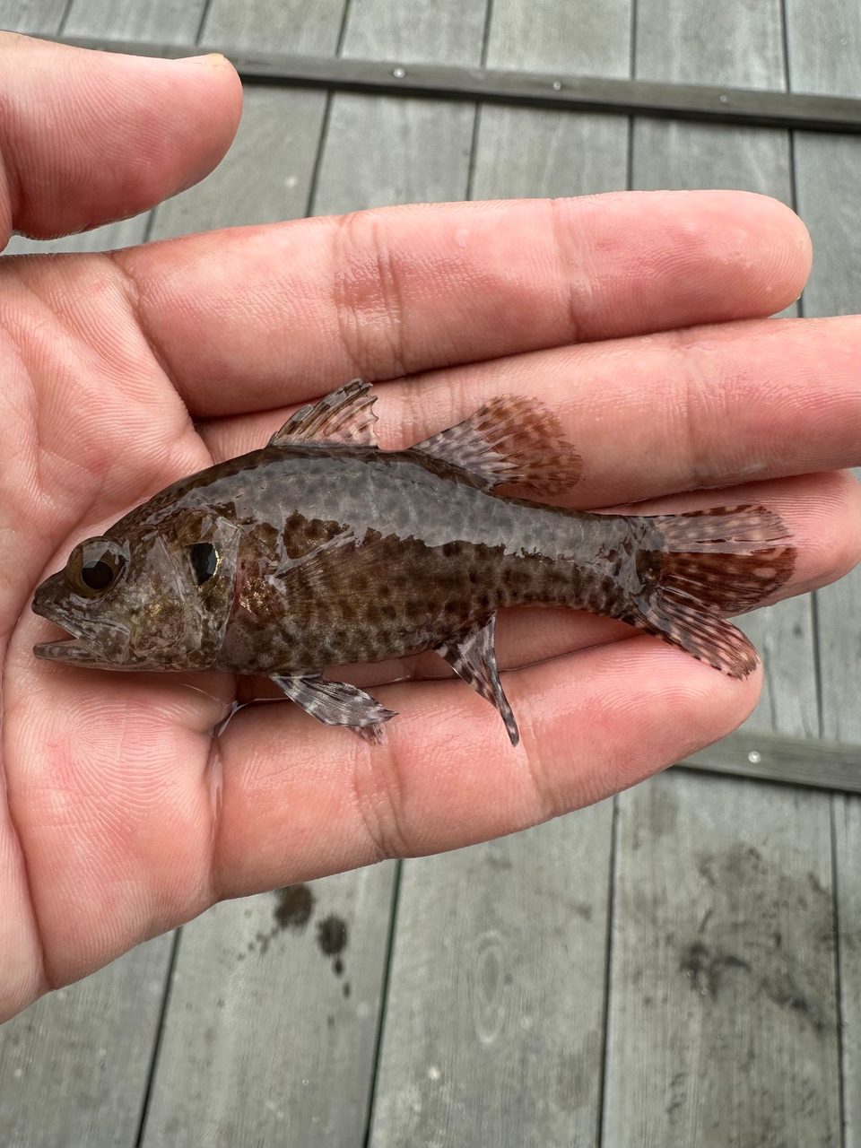 Variegated Cardinalfish