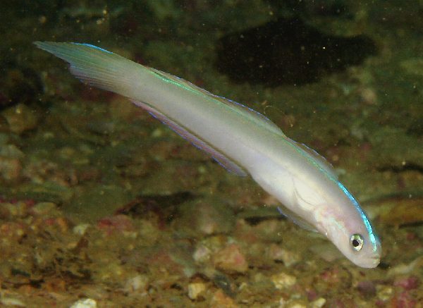 Randall's Dartfish