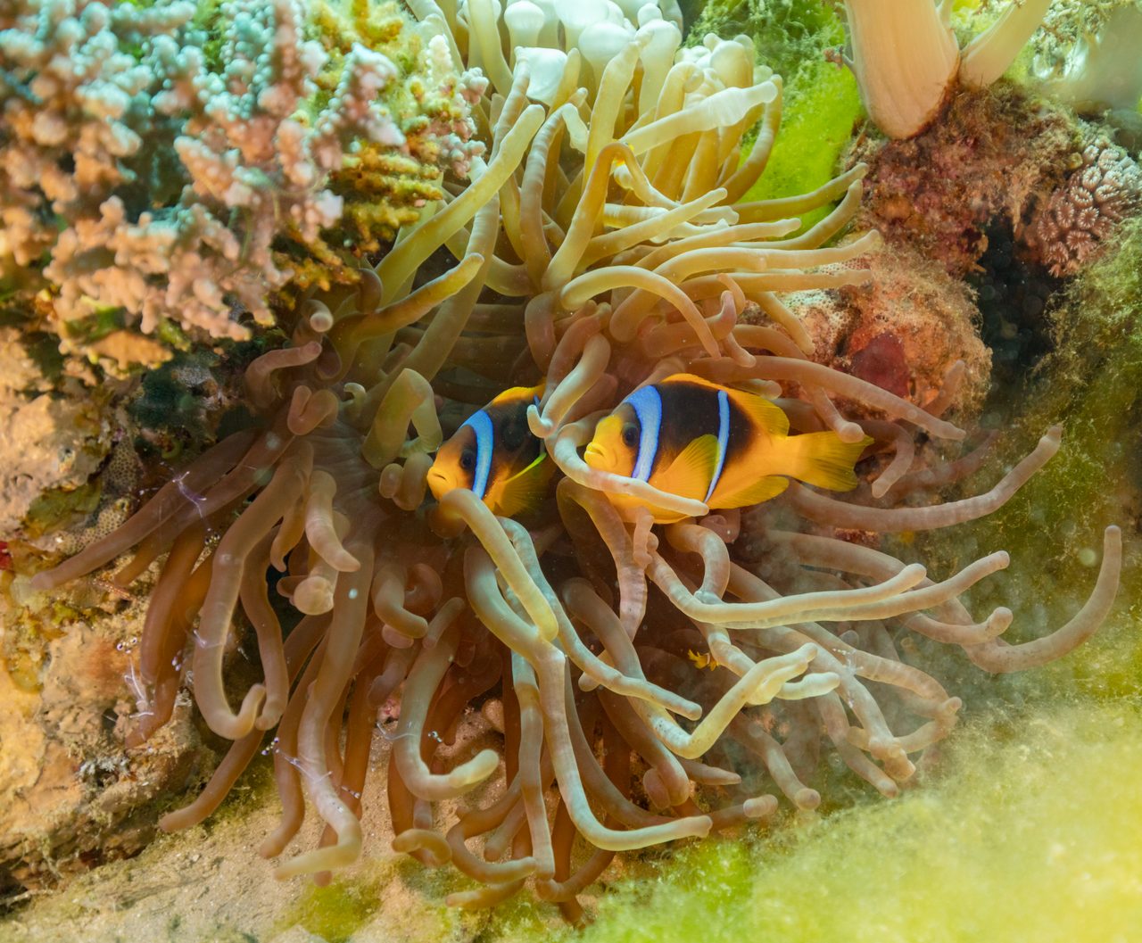 Spotcinctus Clownfish
