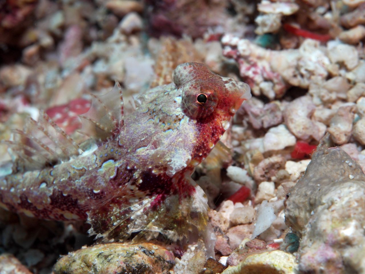 Bartels' Dragonet