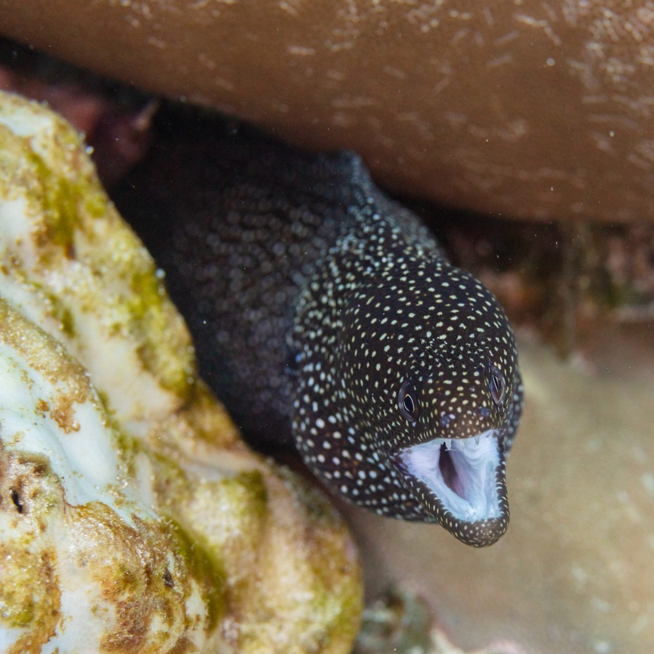 White Mouth Comet Eel