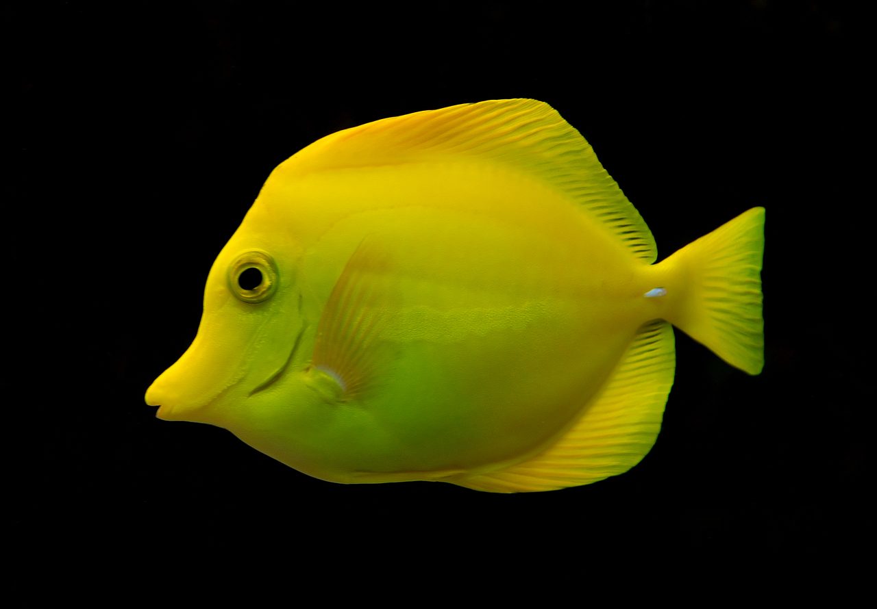 White Tang