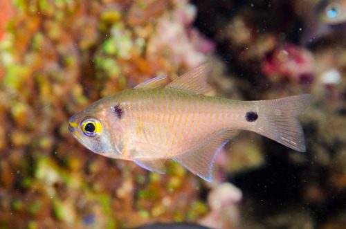 Twin-Spot Cardinalfish