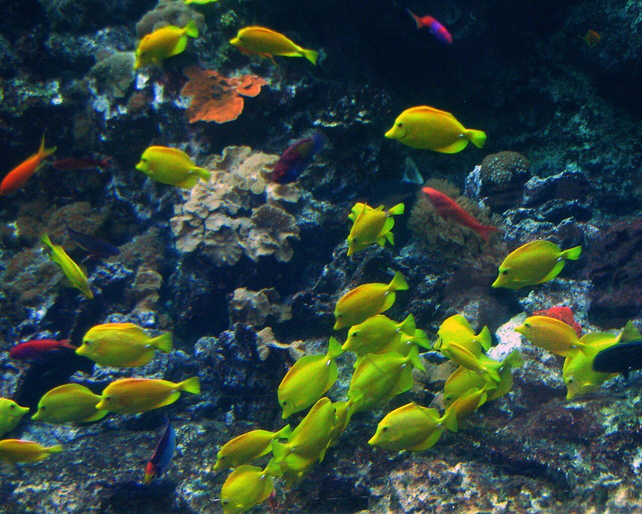 Yellow-fin Anthias