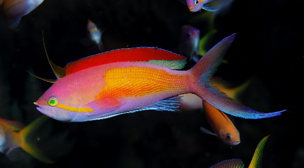 Carberry's Anthias