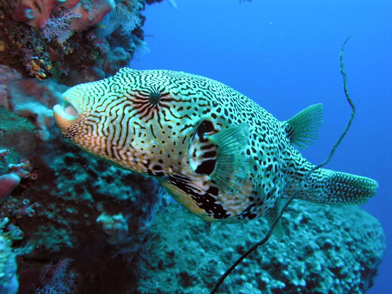Guineafowl Puffer