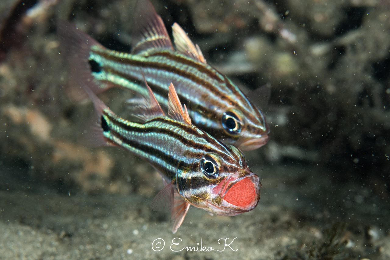 Four-Striped Cardinalfish