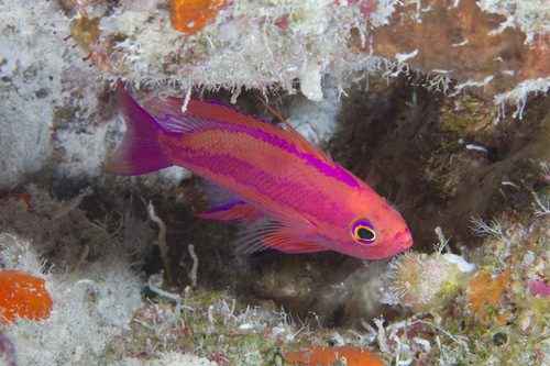 Randall's Anthias