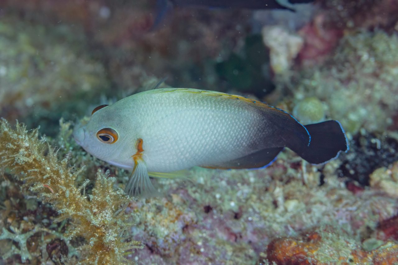 Pearl-Scaled Angelfish