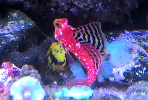 Ruby Red Dragonet