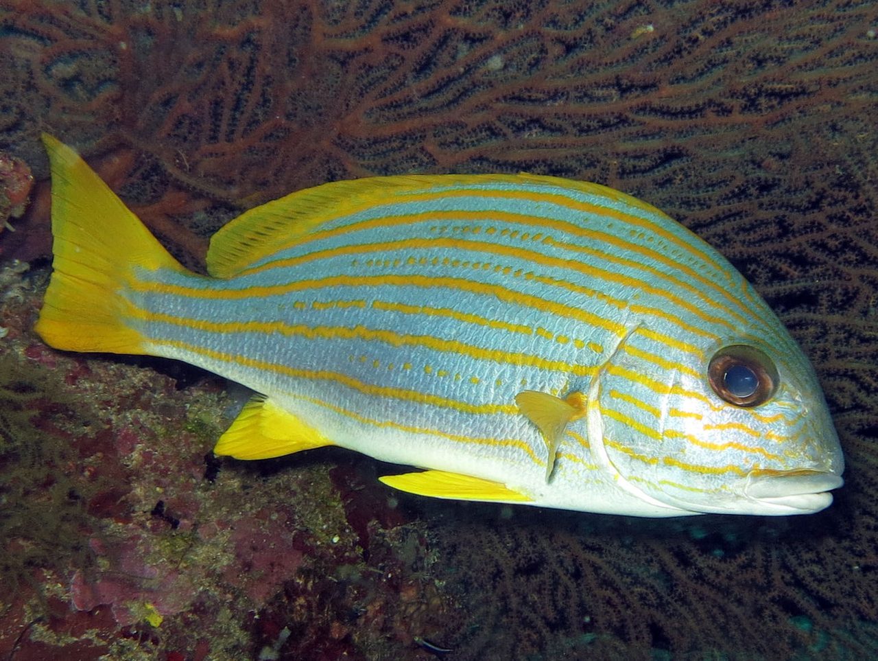 Goldstriped Sweetlips