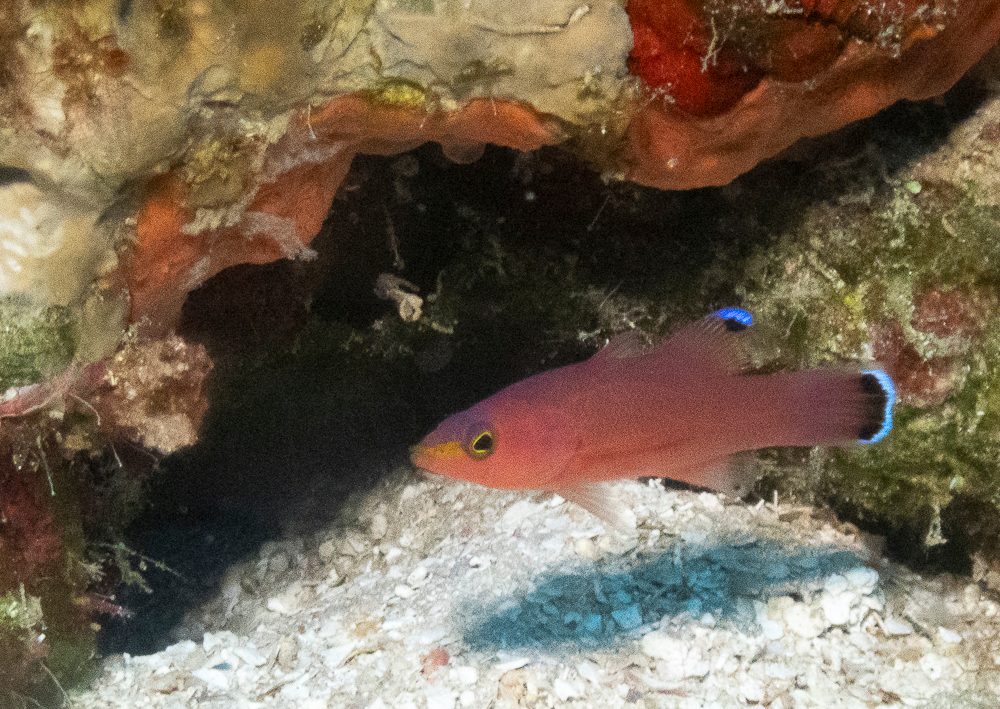 Caribbean Deepwater Cave Basslet
