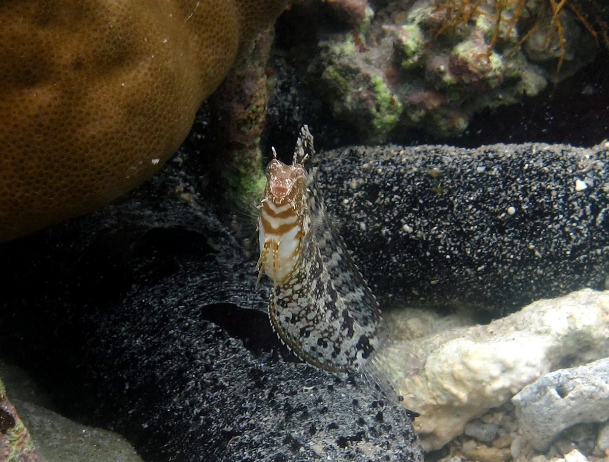Floral Blenny