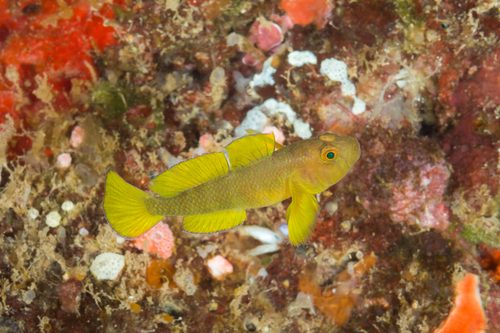 Yellow Priolepis Goby