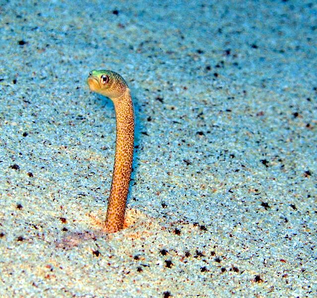 Sillner's Garden Eel