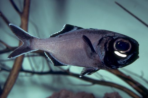Flashlight Fish