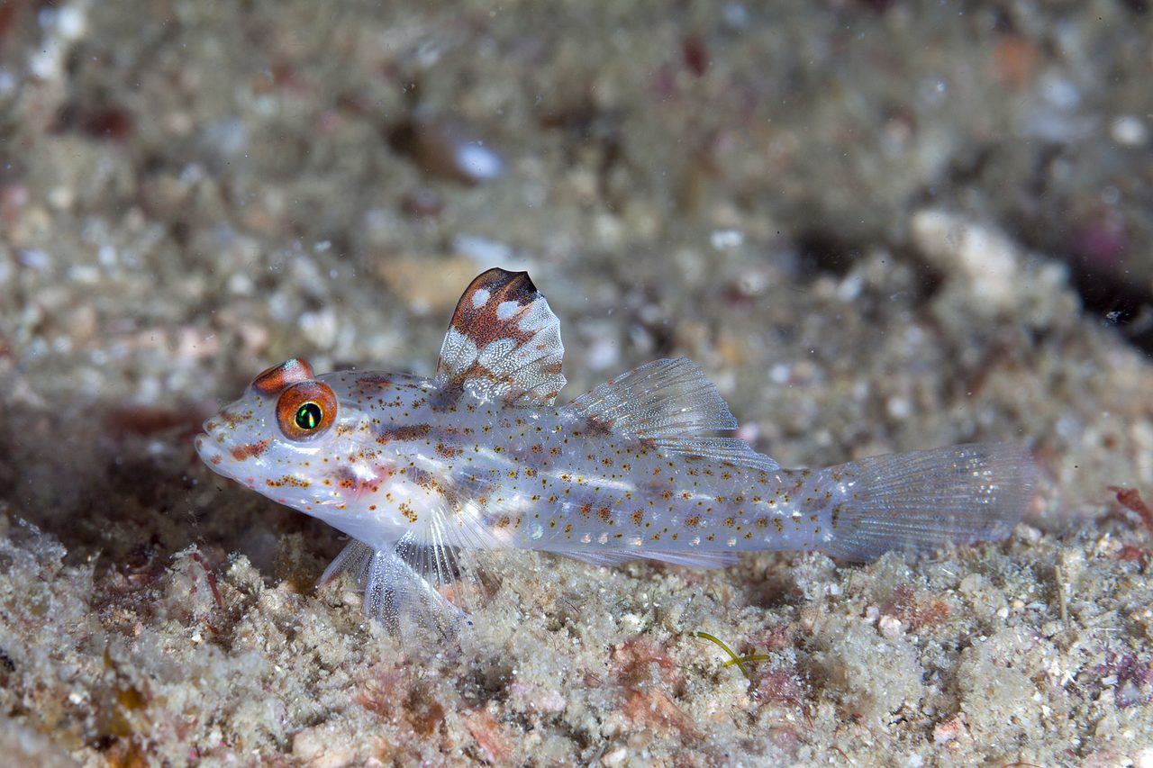 Signal Goby