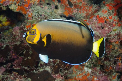 Conspicuous Angelfish