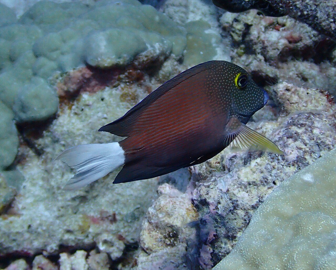 Yellowfin Bristletooth