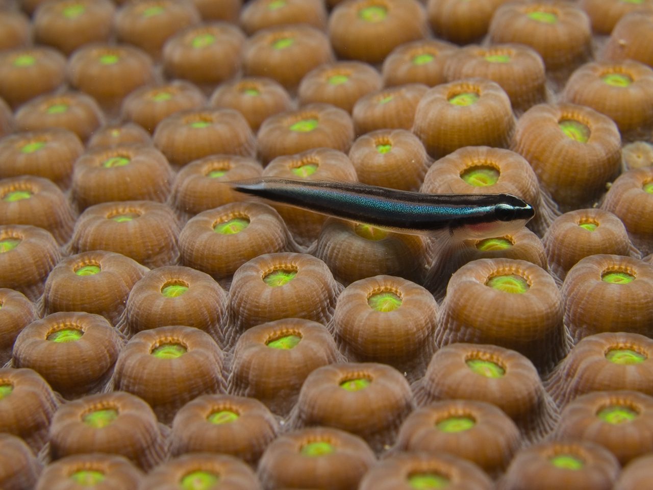 Cleaning Goby