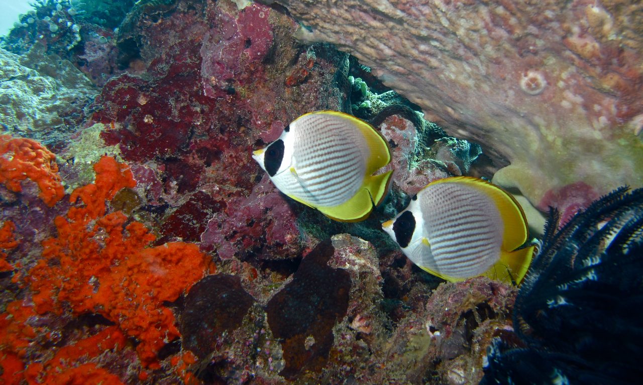 Philippine Butterflyfish