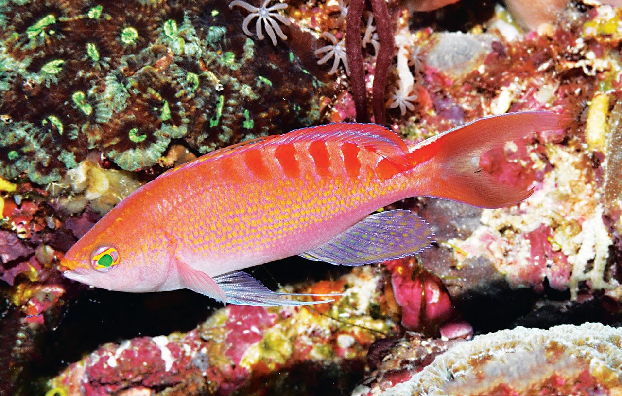 Lori's Anthias