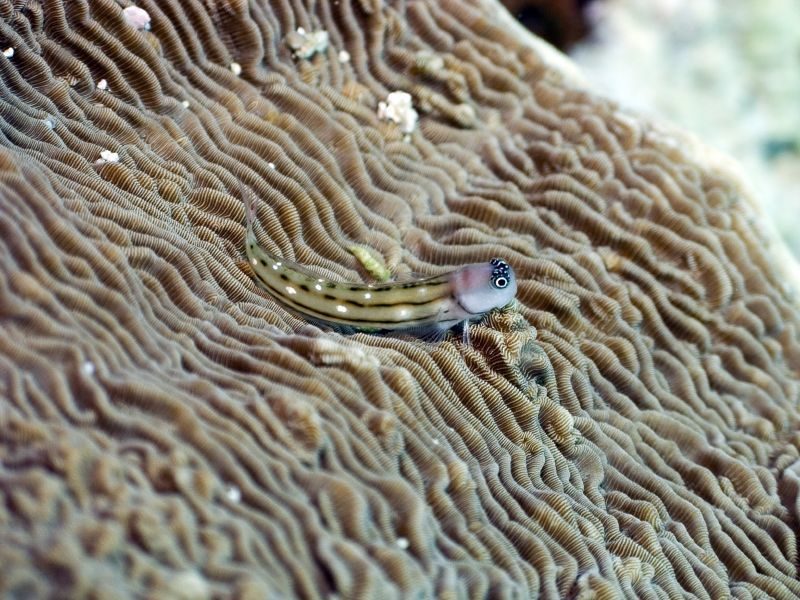 Yellowtail Black Blenny