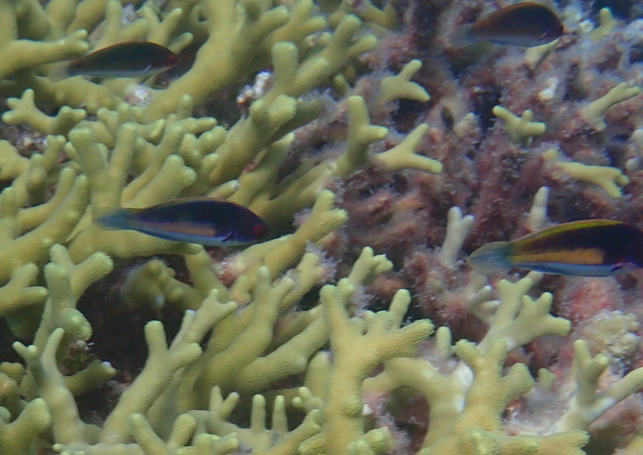 Yellowband Wrasse