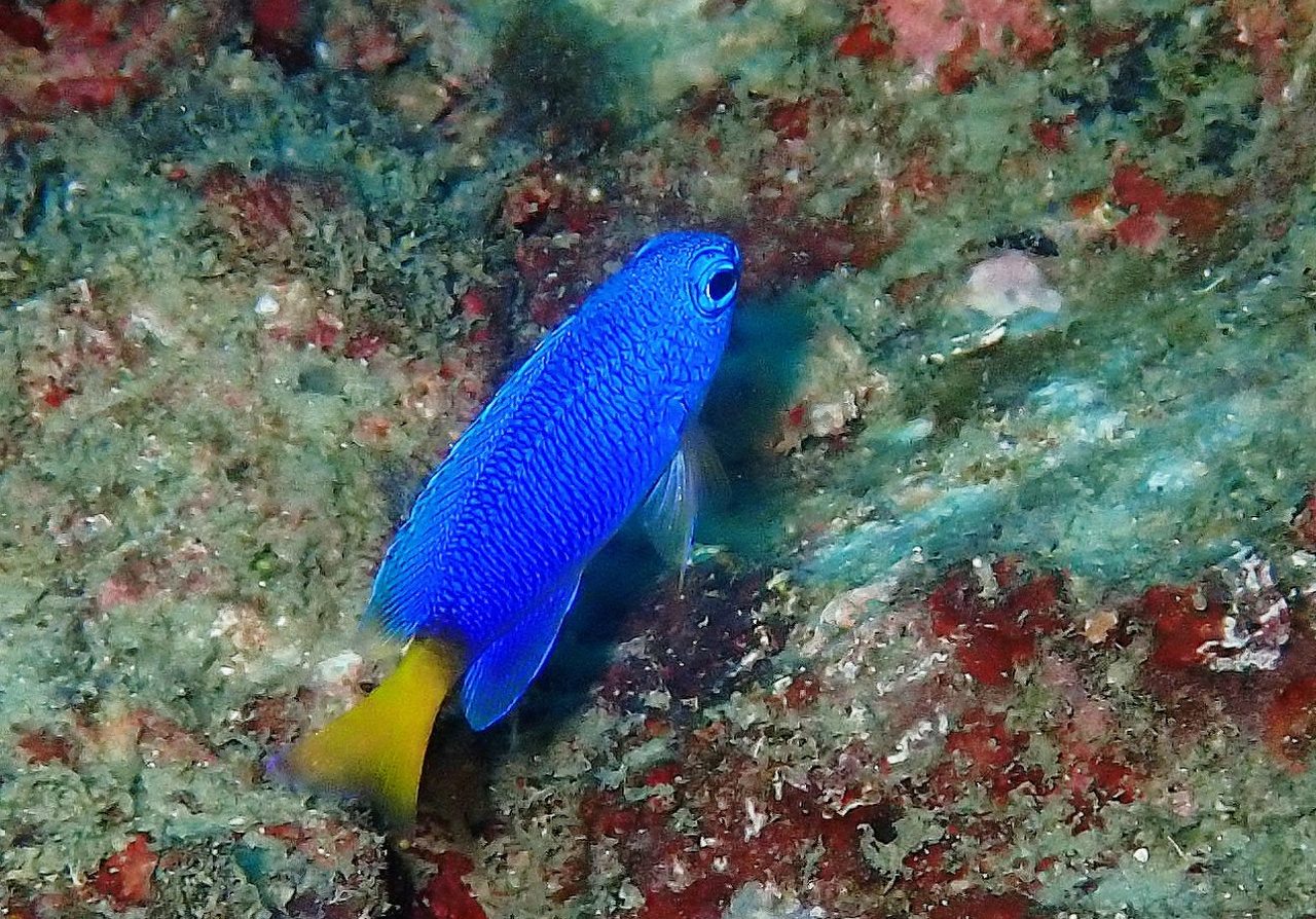Similar Damselfish