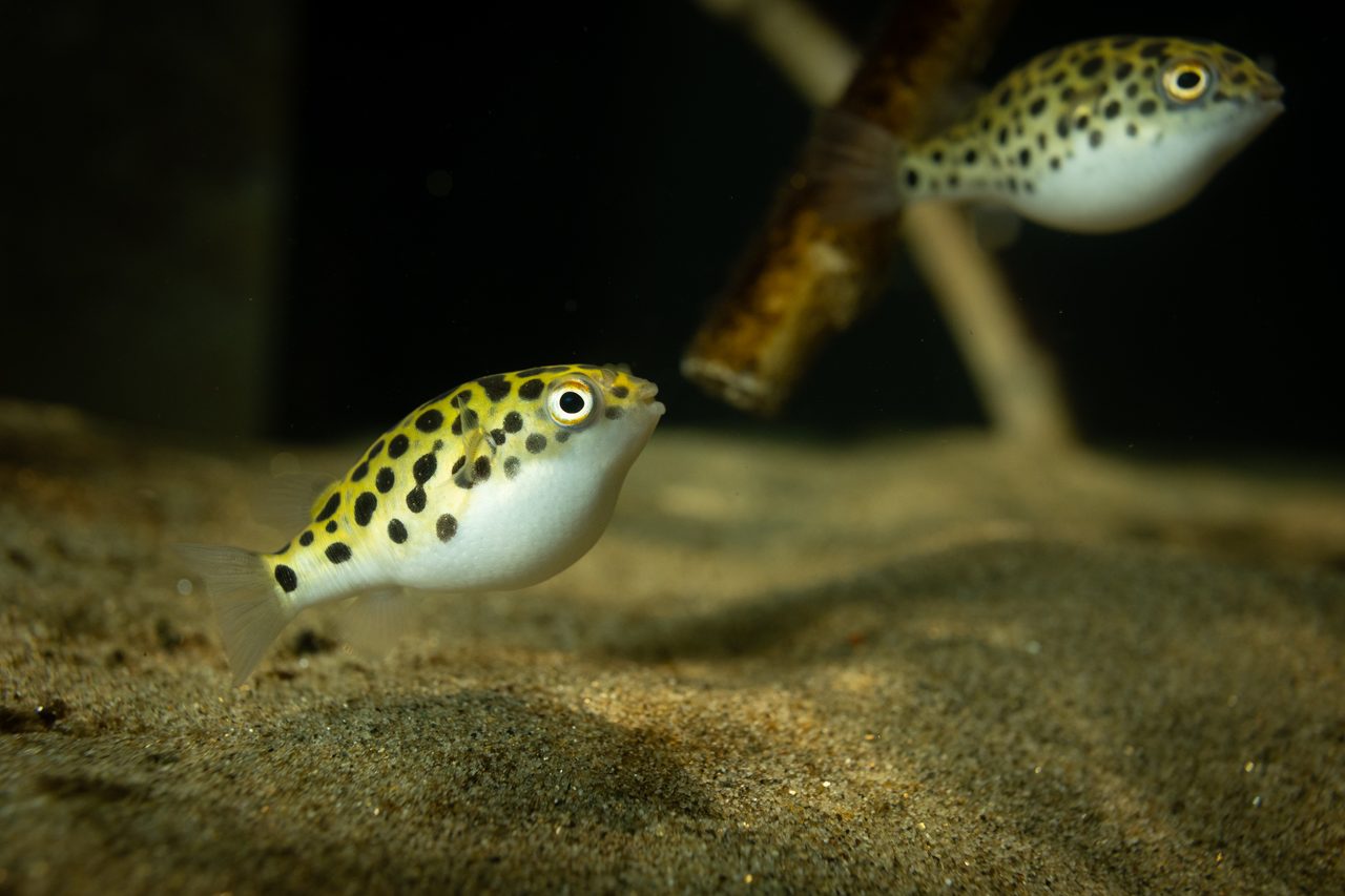 Green Spotted Puffer