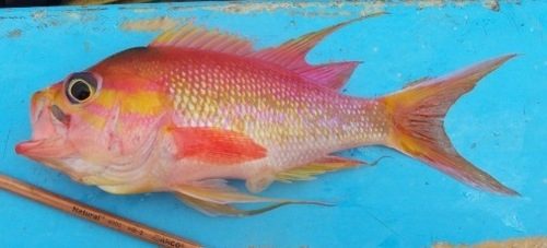 Cuban Anthias
