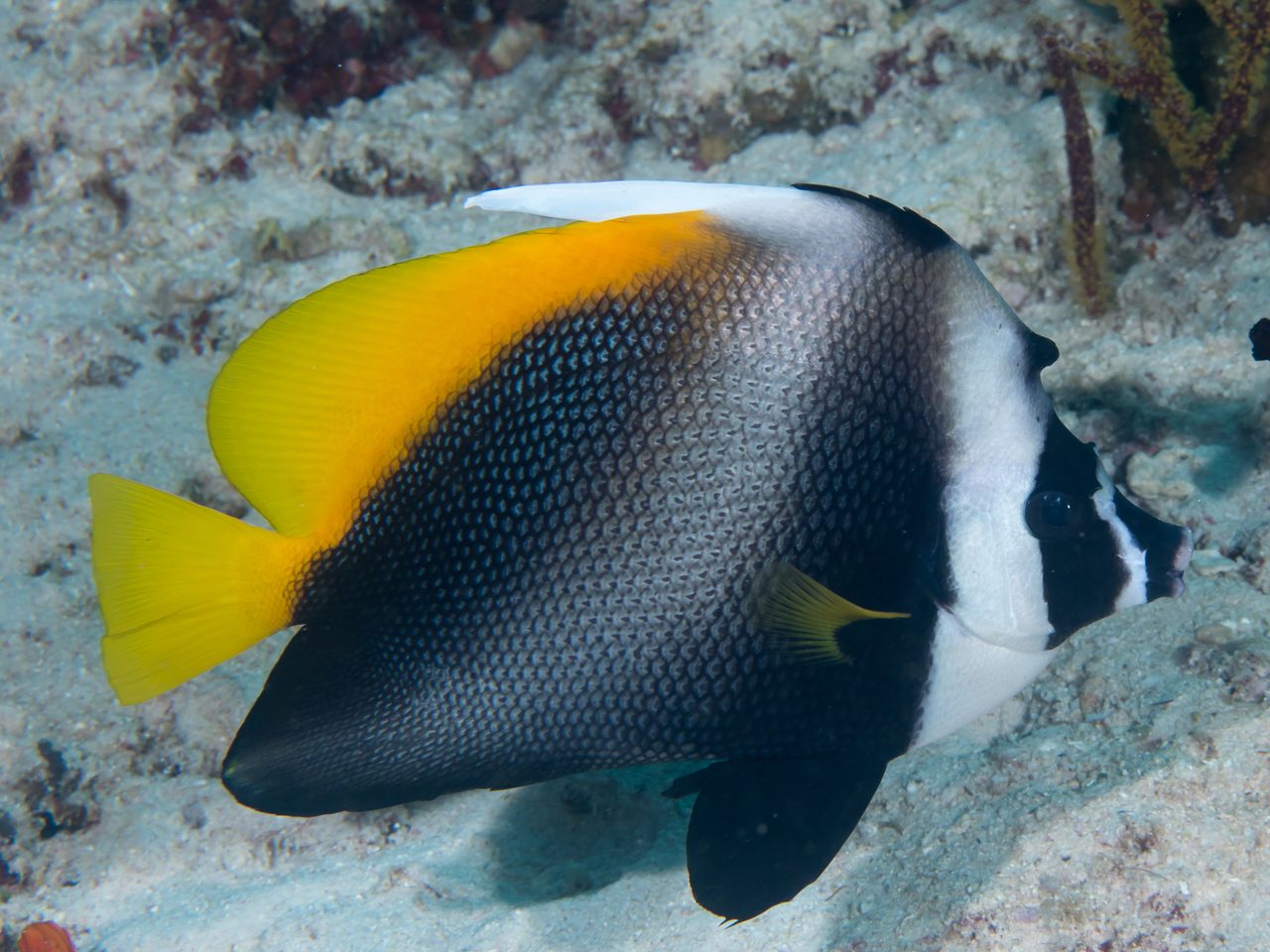 Singular Bannerfish