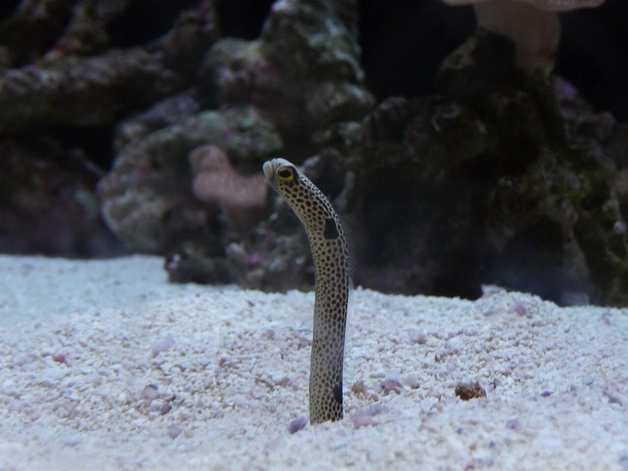 Garden Eel EXPERT ONLY