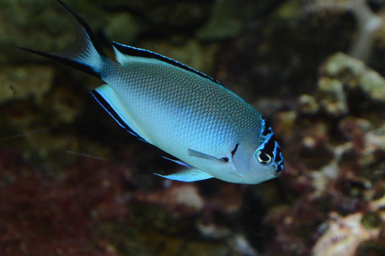 Watanabe's Angelfish
