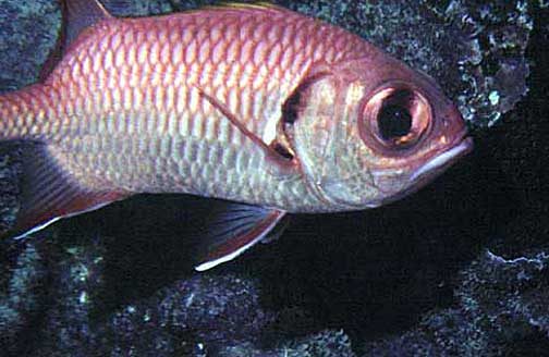 Striped Squirrelfish