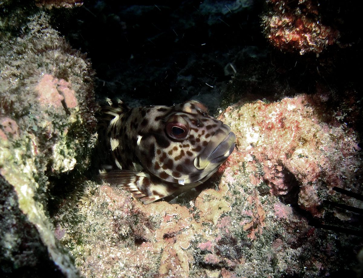 Stocky Hawkfish