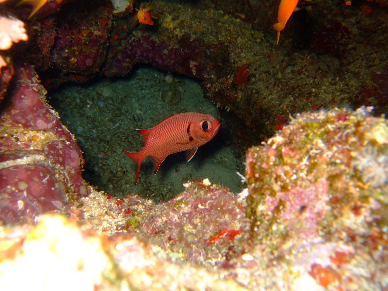 Pinecone Soldierfish