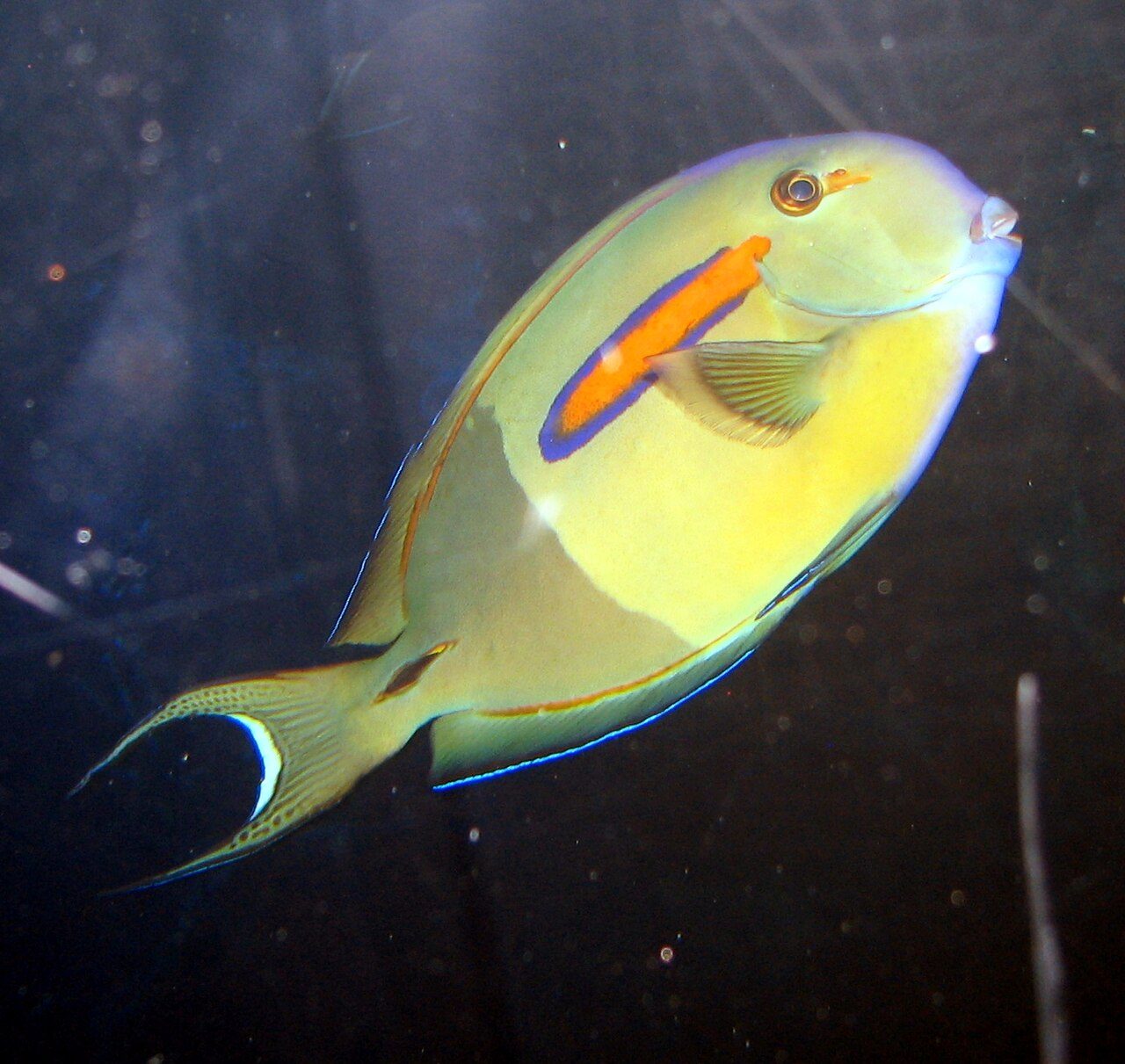 Orange-band Surgeonfish