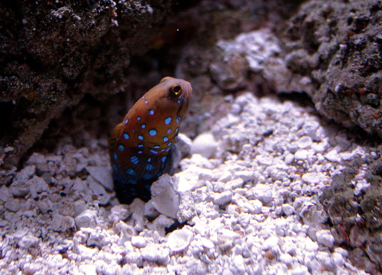Blue-Spotted Jawfish