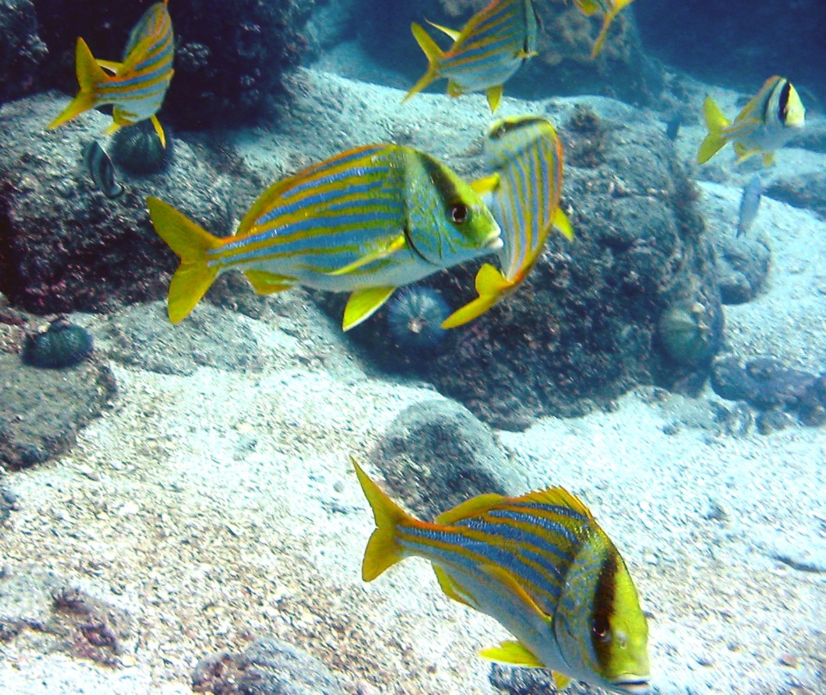Porkfish